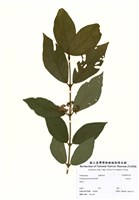 藏品(杜虹花)的圖片